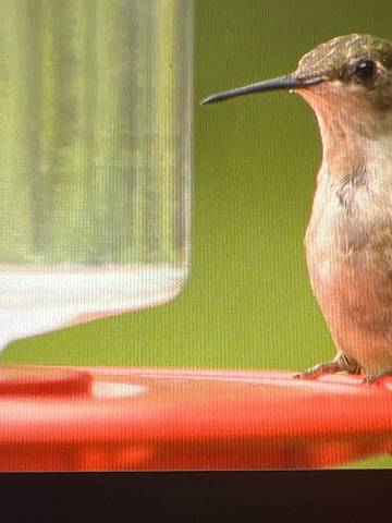 Cabin Rentals And Lodges for 20 Guests in Canadian Rocky Mountains, Alberta, Picture 4