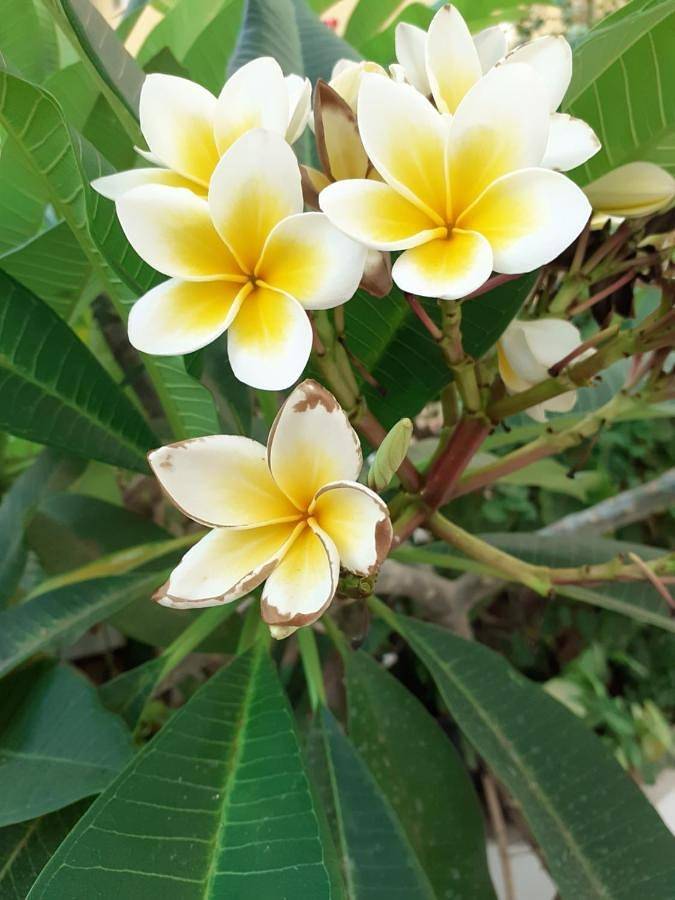 Maison d’hôte pour 3 personnes, avec jardin et balcon à La Canée - 4