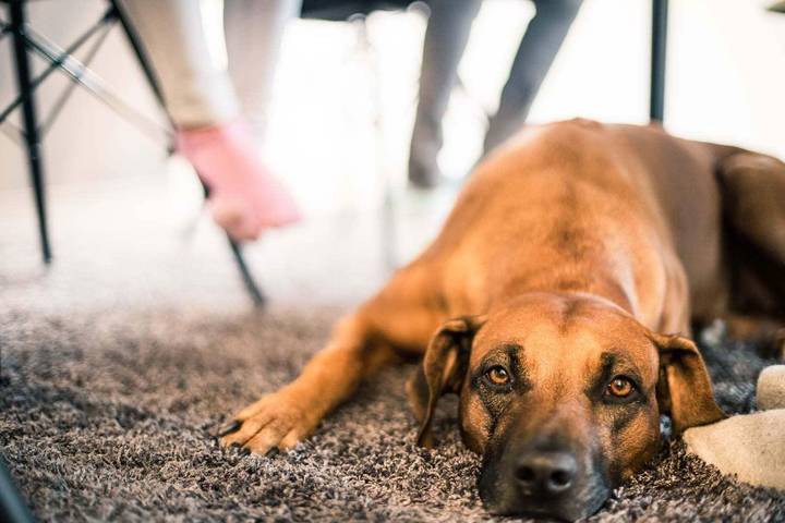 Ferienhaus für 5 Personen, mit Garten und Terrasse in Bad Harzburg - 4