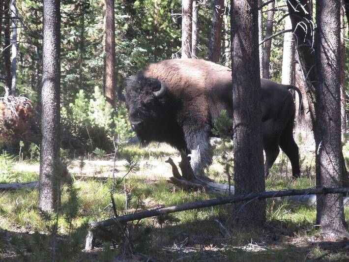 Gîte pour 6 personnes, avec terrasse, animaux acceptés à Wapiti - 4