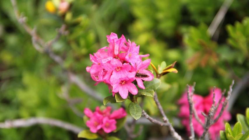 Ferienwohnung für 6 Personen in Mathon - 4