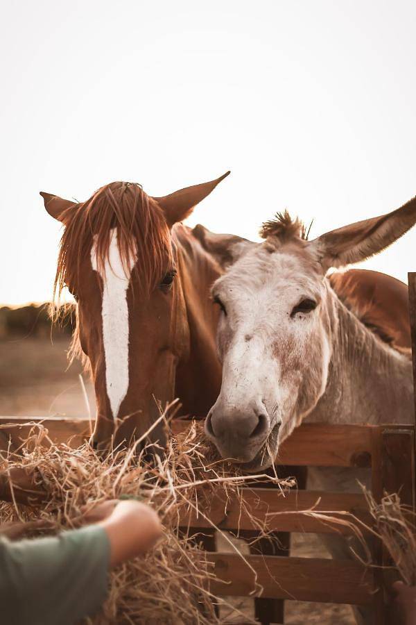 Apartamento de férias inteiro, Quinta das Caçadoras - Animal lovers only in Palmela, Halbinsel von Setúbal
