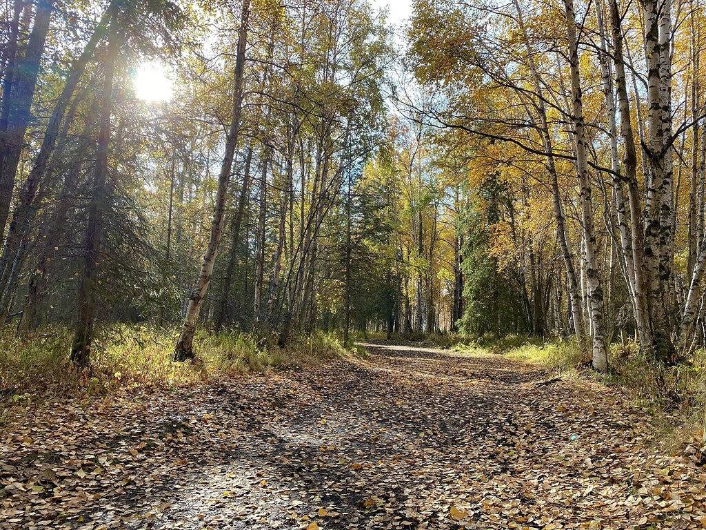 Neu! Makelloser Rückzugsort am Rande von Anchorage und in der Nähe von Wanderwegen und Zoo in Anchorage, Alaska
