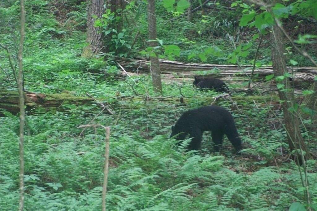 Log Cabin for 18 Guests in Douglas Lake, Sevier County