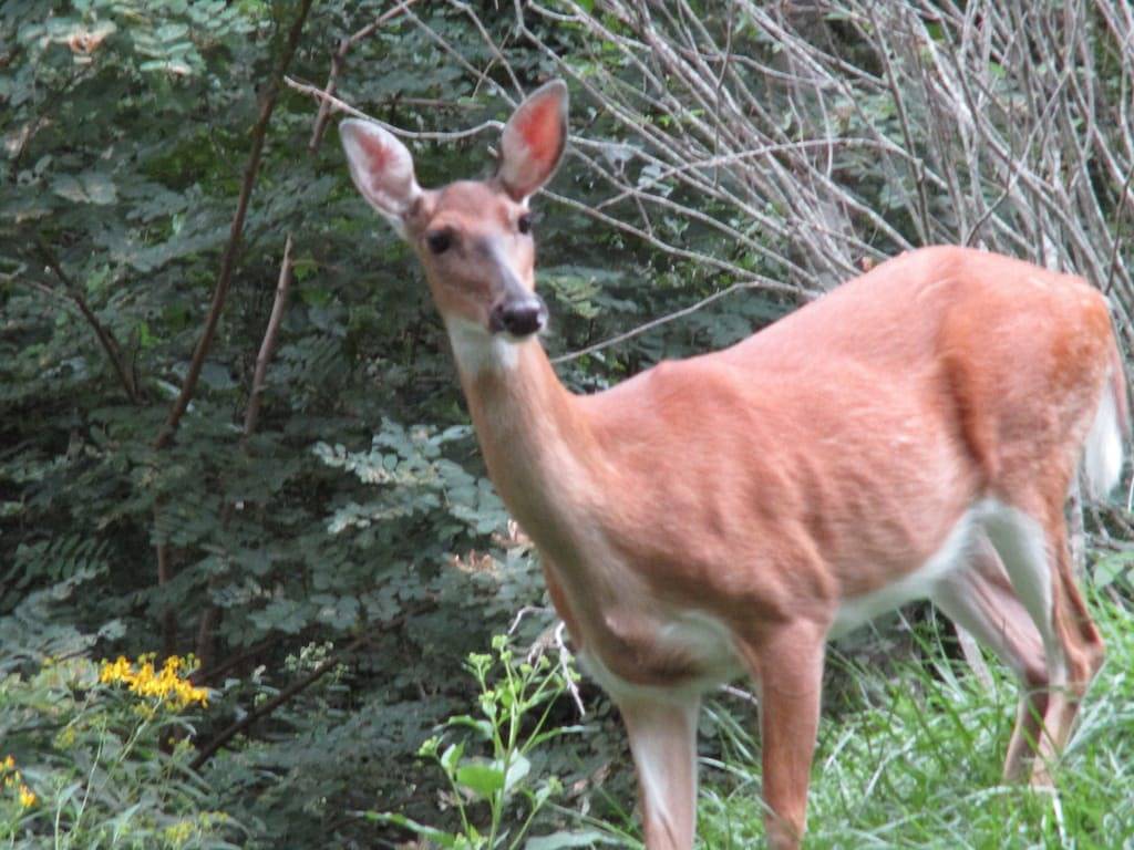 Alpine Log Cabin / Cosy, Komfortable, Moderne / Blue Ridge Berge In Der Nähe Von Boone N. C. in Blue Ridge Parkway, Seven Devils