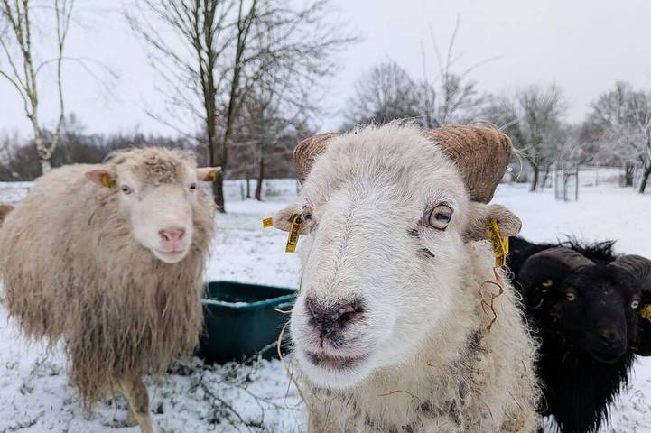 Agriturismo für 4 Personen in Worpswede - 3