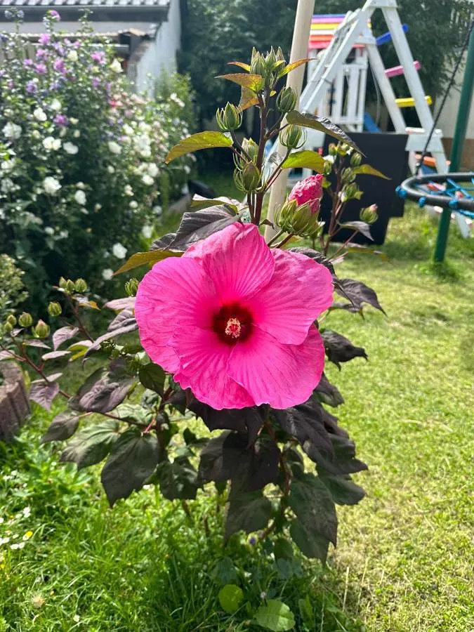 Apartamento de vacaciones para 4 personas, con jardín - 1