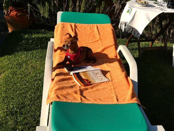 Location de vacances pour 9 personnes, avec jardin et vue, animaux acceptés dans Fão - 3