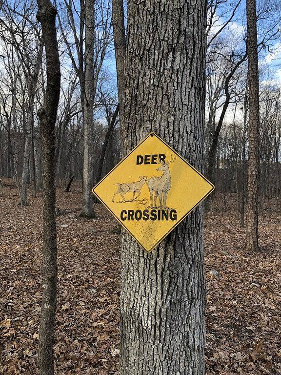 The Nutt House - Peace and wilderness at Massanutten Resort in Massanutten, Blue Ridge Mountains