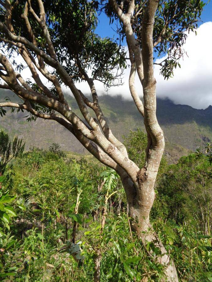 Location de vacances pour 2 personnes, avec terrasse ainsi que vue et jardin dans Palmiste Rouge - 3