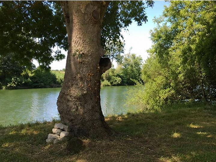 Glycine in Coulonges, Charente