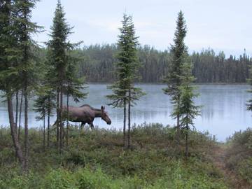 Blockhütte für 6 Personen in Soldotna, Alaska, Bild 3
