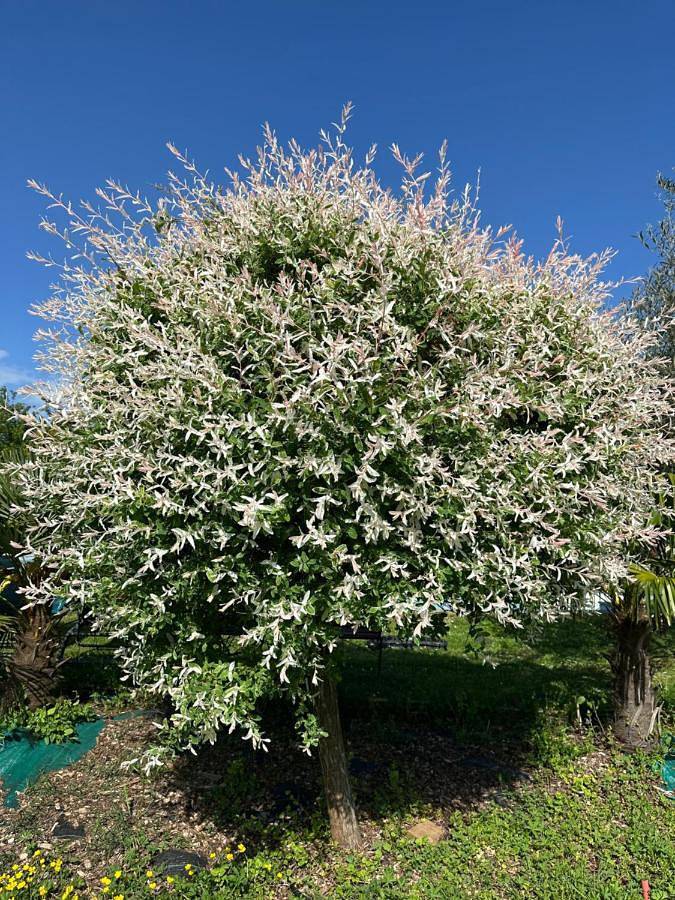 Gîte pour 3 personnes, avec jardin et terrasse ainsi que vue et piscine, animaux acceptés à Louhans - 3