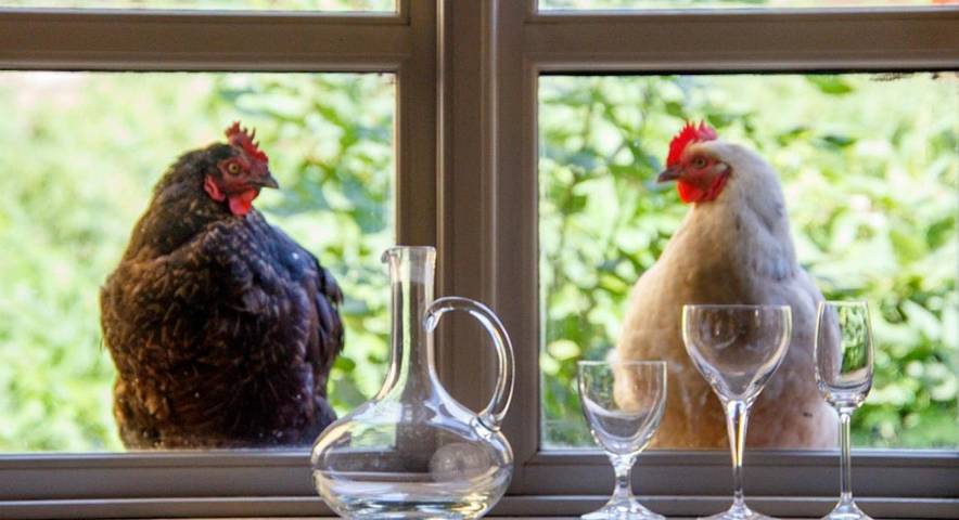 Hôtel pour 2 personnes, avec jardin, animaux acceptés - 1