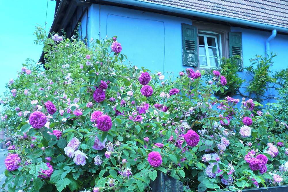 Authentic Alsatian house with magnificent garden in Uttenhoffen, Alsacia del Norte
