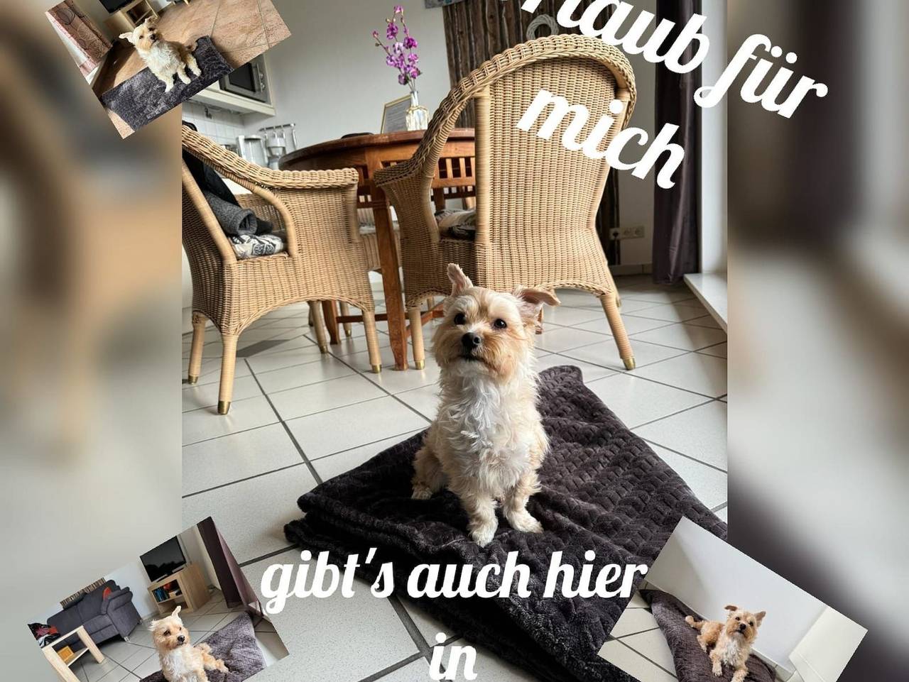 Ganze Ferienwohnung, Ferienwohnung Seekuh in Bensersiel - Ferienwohnung Seekuh in Bensersiel, Esens