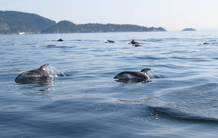 Ferienhaus für 4 Personen, mit Garten in British-Columbia