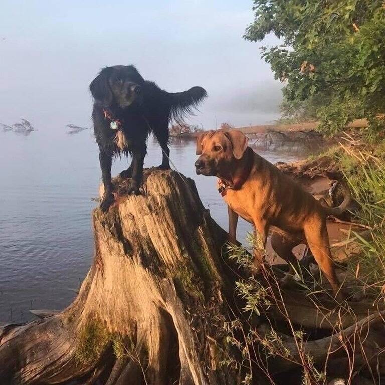 Friedliches, unberührtes Seeufer Blockhaus am großen Strand mit klaren Wasser in Vilas County