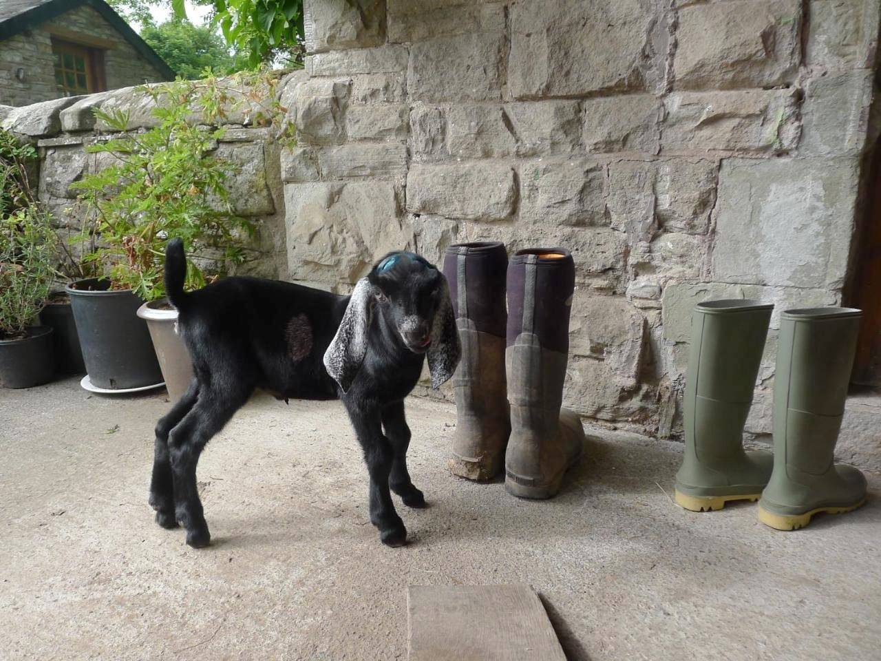 Entire apartment, Apartment in Hay-on-Wye, Brecon Beacons