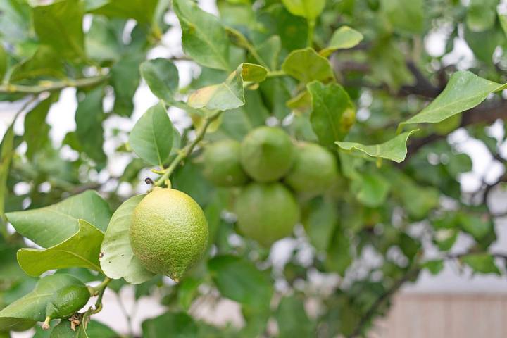 Ferienhaus 'Il Giardino Dei Limoni' – Entspannung im Zitronengarten in Sammichele di Bari, Bari Provinz