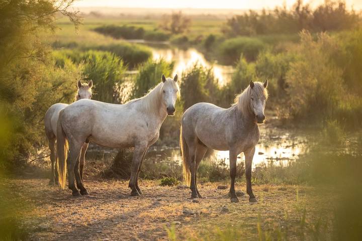 Mobil home pour 4 personnes, avec piscine et terrasse, animaux acceptés dans Plage de l'Espiguette - 2