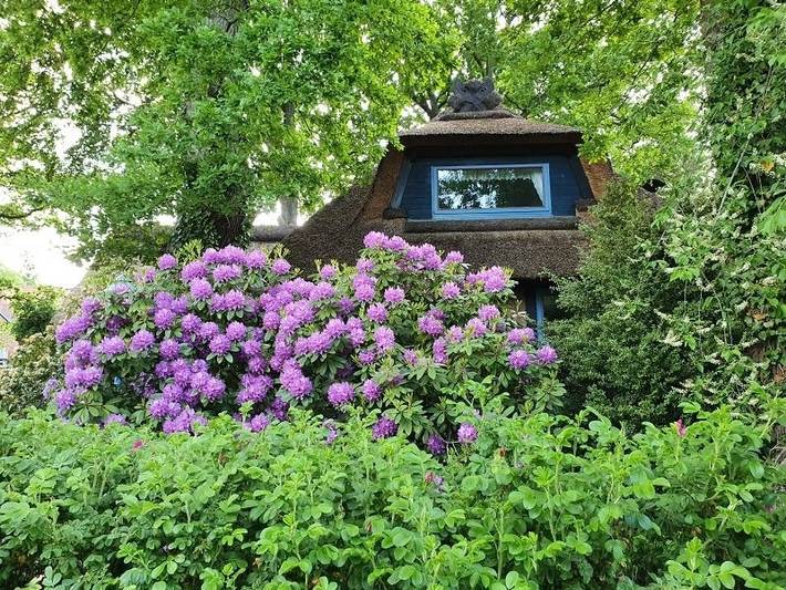 Ferienhaus für 6 Personen, mit Garten, mit Haustier in der Lüneburger Heide - 4