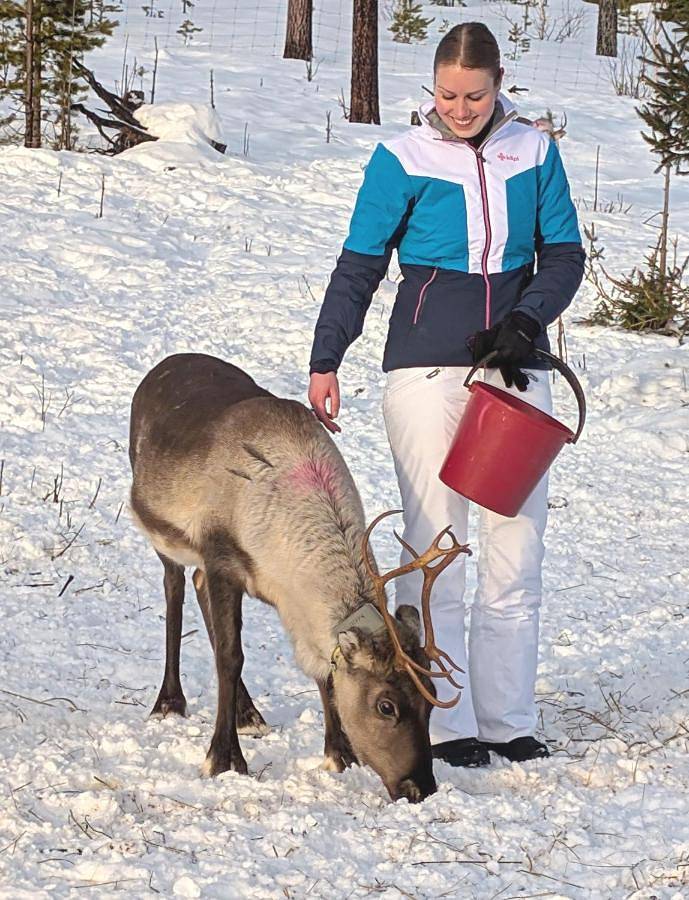 Lapland Snow Moose in Kiruna, Lapland (Zweden)