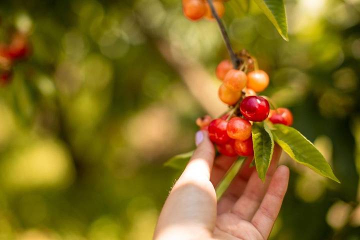 Location de vacances pour 4 personnes, avec sauna et jardin ainsi que piscine et jacuzzi dans Tarouca - 4