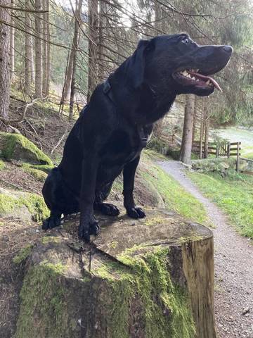 Vakantiehuis voor 12 Personen in Neustift im Stubaital, Oostenrijkse Alpen, Afbeelding 1