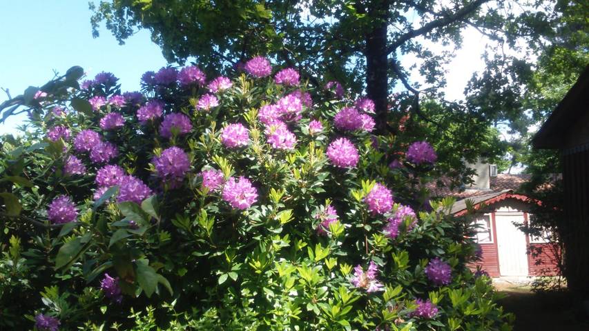 Location de vacances pour 2 personnes, avec jardin à Lège-Cap-Ferret - 3