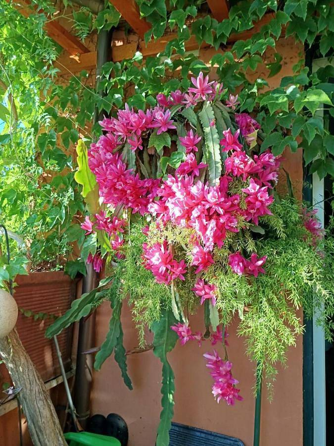 Appartamento intero, Two-Bedroom Deluxe Apartment with Balcony in Palestrina, Provincia di Roma