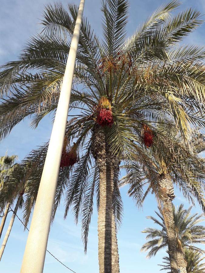Chambre d’hôte pour 2 personnes, avec balcon à Sitges - 4