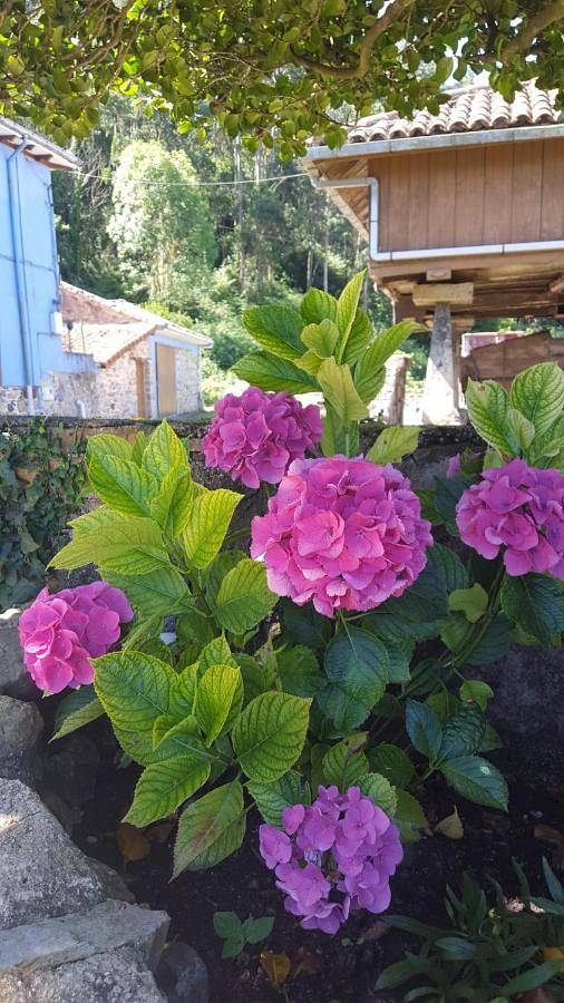 Casa rural para 4 personas, con vistas y jardín en Carreño - 3