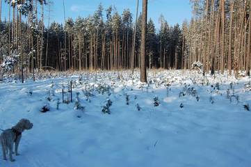 Ferienhaus für 5 Personen, mit Balkon und Ausblick in Wien