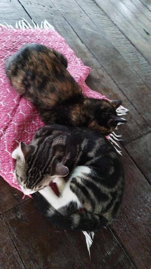Maison de vacances pour 4 personnes, avec vue ainsi que jardin et vue sur le lac, animaux acceptés dans Guyane française - 3