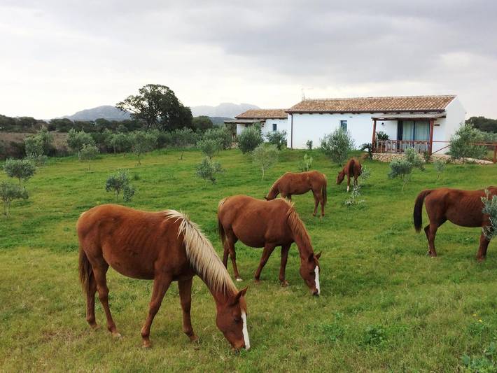 Maison d’hôte pour 2 personnes, avec jardin et terrasse dans Olbia - 2