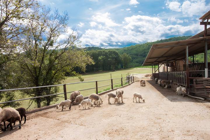 Casa rural para 6 personas, con jardín y balcón en Garrotxa - 2