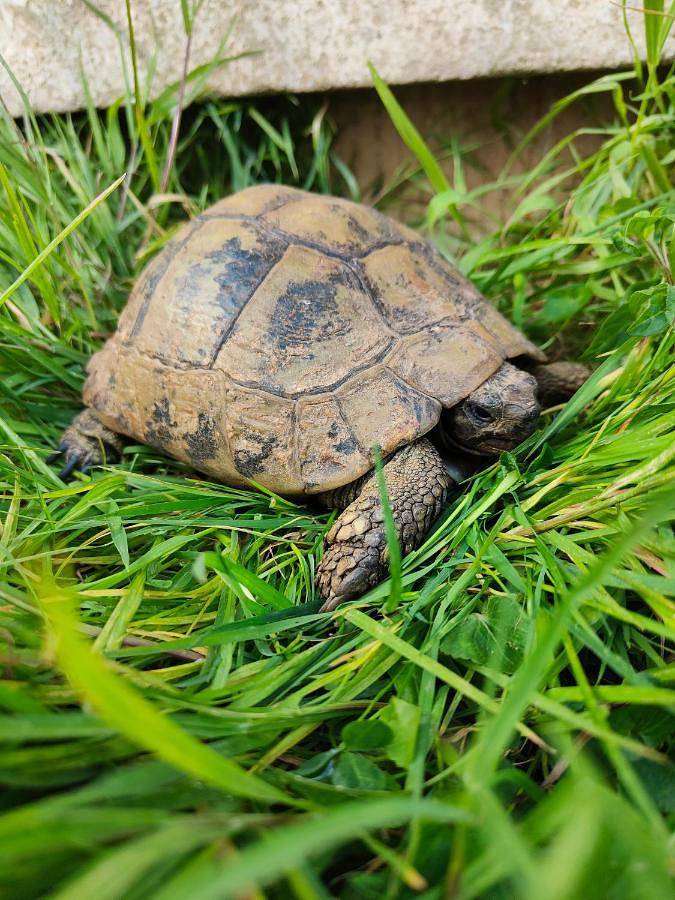 Location de vacances pour 8 personnes, avec jardin et vue, animaux acceptés à Bayeux - 2