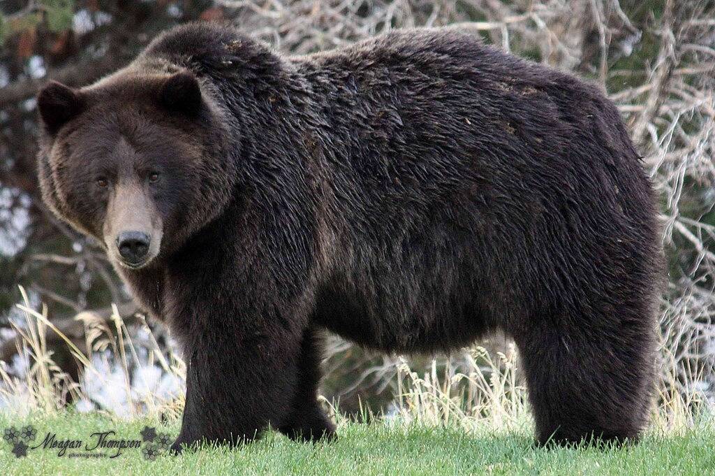 Entspannen Sie sich am Yellowstone River mit herrlicher Aussicht auf die Berge in Gardiner, Absaroka Range