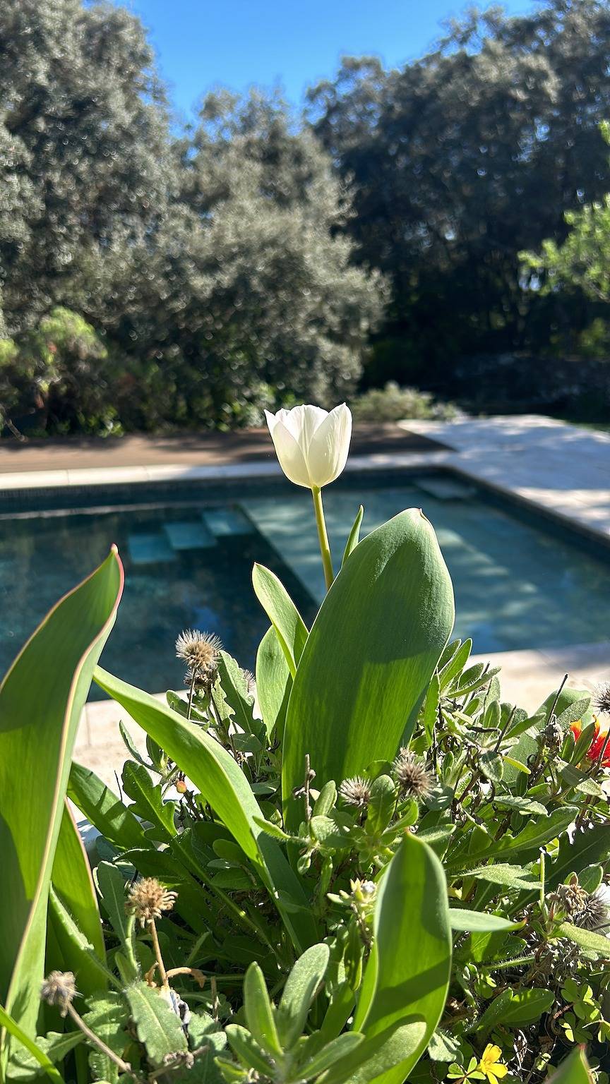 Bed & Breakfast „Nimes“ mit Gemeinschaftspool, Terrasse und Wlan in Nîmes, Nimes und Umgebung
