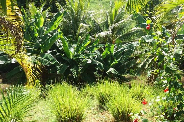 Gîte pour 4 personnes, avec jardin ainsi que vue et piscine à Goyave (Guadeloupe) - 4