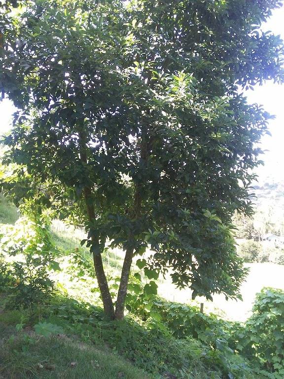 Miete Chacara - Andrea in Nova Friburgo, Rio de Janeiro (Bundesstaat)