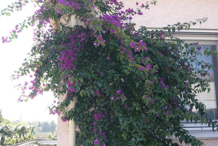 Location de vacances pour 2 personnes, avec jardin à Saint-Laurent-d'Aigouze - 2