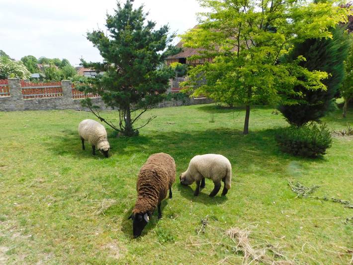 Ferienwohnung für 6 Personen, mit Balkon/Terrasse im Hainich - 2