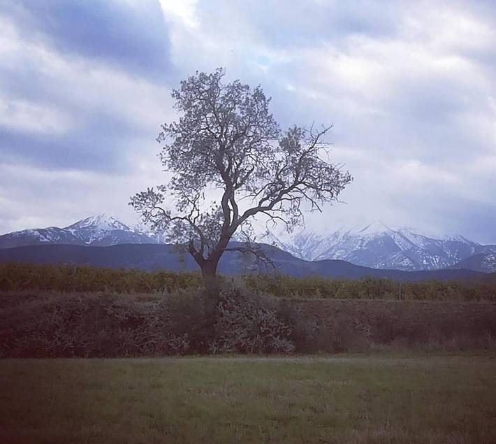 Location de vacances pour 4 personnes, avec jardin, animaux acceptés à Thuir - 2