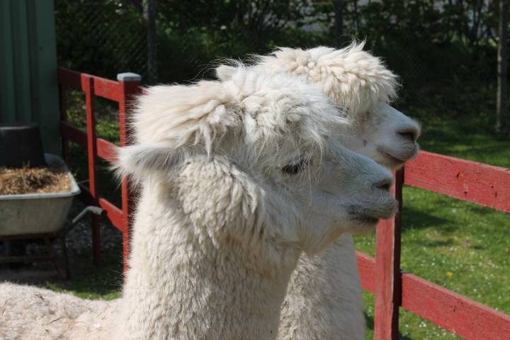 Ferienwohnung für 5 Personen, mit Terrasse und Garten sowie Sauna in Wangels