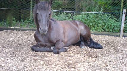 Ferienhaus für 6 Personen in Wietzendorf, Landkreis Heidekreis, Bild 1