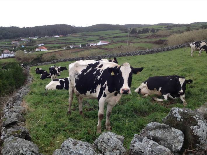 Casa de vacaciones para 2 personas con jardín in Serreta, Terceira (Azores)