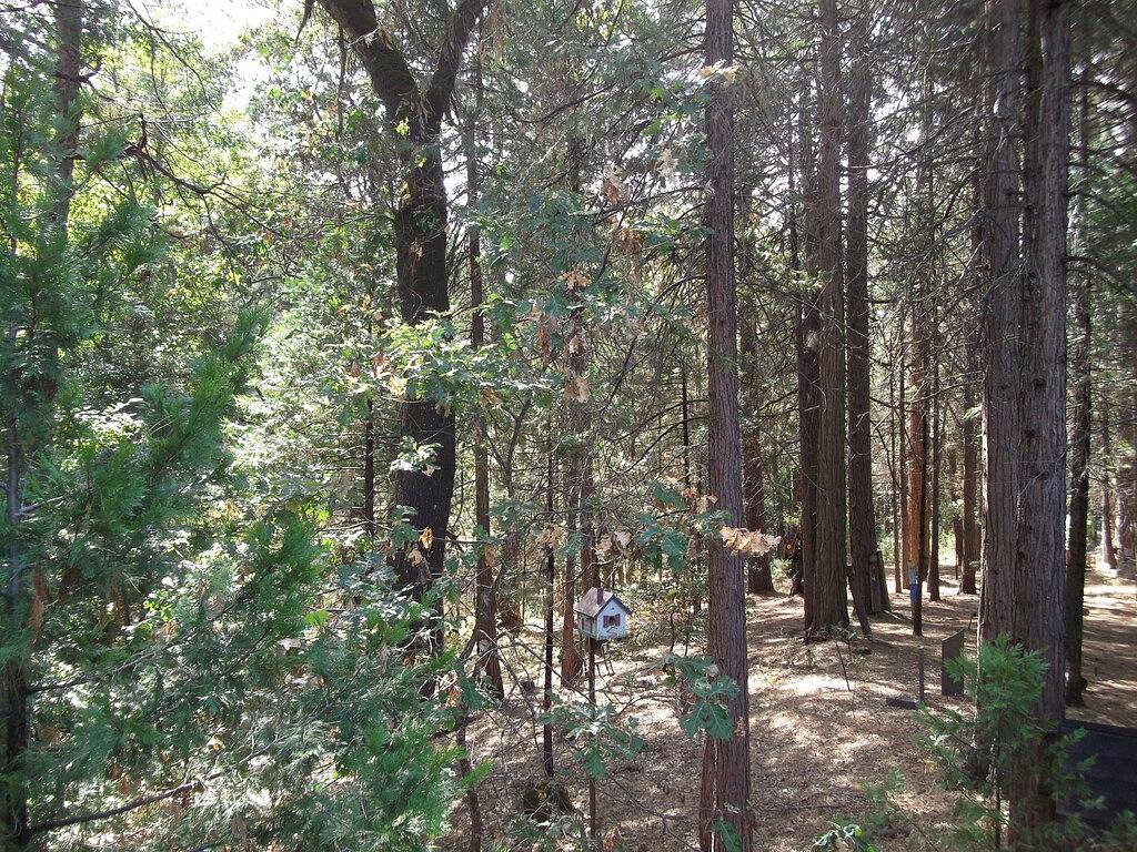 Hütte im Wald in der Nähe von Yosemite in Madera County