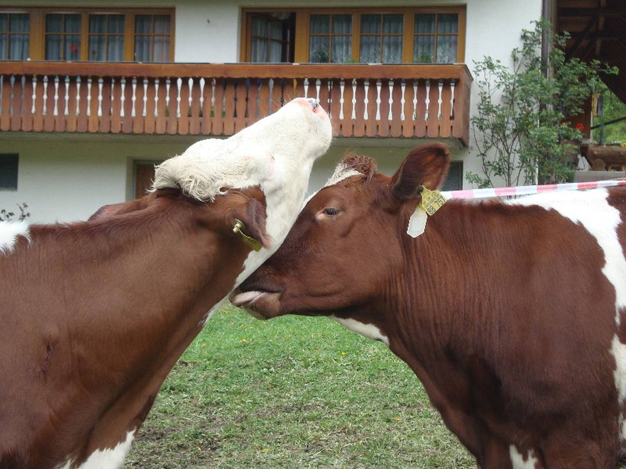 Geigerbauernhof - Ferienwohnung Schwalbennest in Muhlenbach, Foresta Nera centrale